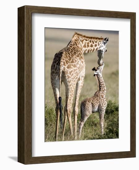 Masai Giraffe with its Calf, Masai Mara National Reserve, Kenya-null-Framed Photographic Print