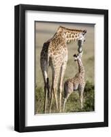 Masai Giraffe with its Calf, Masai Mara National Reserve, Kenya-null-Framed Photographic Print