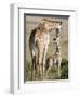 Masai Giraffe with its Calf, Masai Mara National Reserve, Kenya-null-Framed Photographic Print