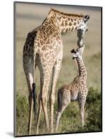 Masai Giraffe with its Calf, Masai Mara National Reserve, Kenya-null-Mounted Photographic Print