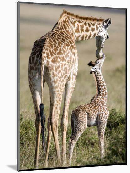 Masai Giraffe with its Calf, Masai Mara National Reserve, Kenya-null-Mounted Photographic Print