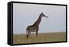 Masai Giraffe-James Hager-Framed Stretched Canvas