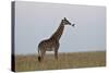 Masai Giraffe-James Hager-Stretched Canvas