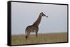 Masai Giraffe-James Hager-Framed Stretched Canvas