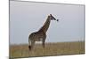 Masai Giraffe-James Hager-Mounted Photographic Print