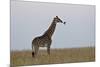 Masai Giraffe-James Hager-Mounted Photographic Print