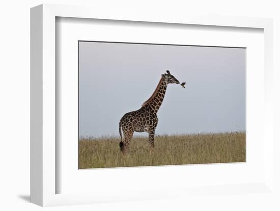 Masai Giraffe-James Hager-Framed Photographic Print