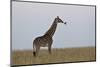 Masai Giraffe-James Hager-Mounted Photographic Print