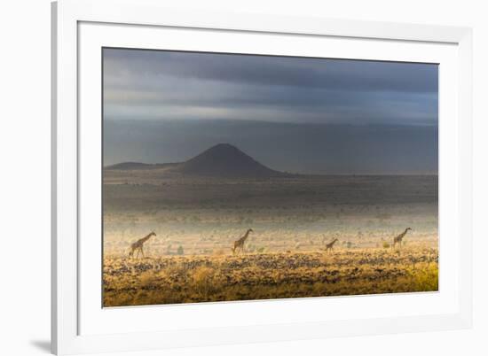 Masai giraffes, Amboseli National Park, Kenya-Art Wolfe-Framed Photographic Print