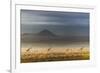 Masai giraffes, Amboseli National Park, Kenya-Art Wolfe-Framed Photographic Print