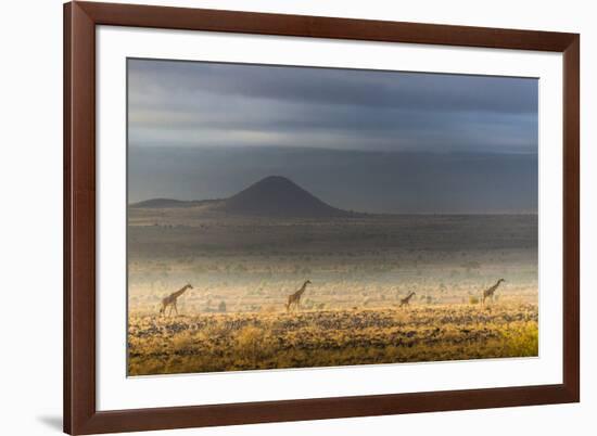 Masai giraffes, Amboseli National Park, Kenya-Art Wolfe-Framed Photographic Print