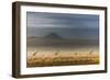 Masai giraffes, Amboseli National Park, Kenya-Art Wolfe-Framed Photographic Print