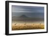 Masai giraffes, Amboseli National Park, Kenya-Art Wolfe-Framed Photographic Print