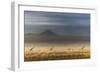 Masai giraffes, Amboseli National Park, Kenya-Art Wolfe-Framed Photographic Print