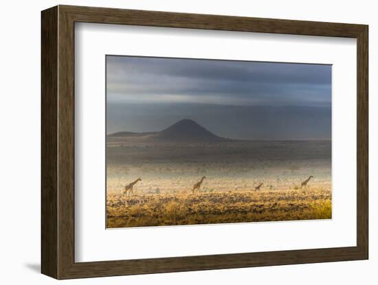 Masai giraffes, Amboseli National Park, Kenya-Art Wolfe-Framed Photographic Print