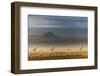 Masai giraffes, Amboseli National Park, Kenya-Art Wolfe-Framed Photographic Print