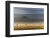 Masai giraffes, Amboseli National Park, Kenya-Art Wolfe-Framed Photographic Print