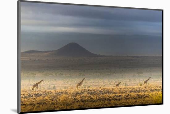 Masai giraffes, Amboseli National Park, Kenya-Art Wolfe-Mounted Photographic Print