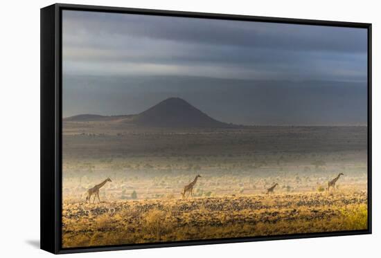 Masai giraffes, Amboseli National Park, Kenya-Art Wolfe-Framed Stretched Canvas