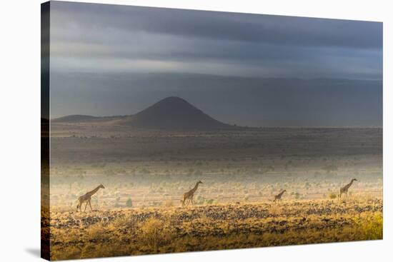 Masai giraffes, Amboseli National Park, Kenya-Art Wolfe-Stretched Canvas