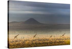 Masai giraffes, Amboseli National Park, Kenya-Art Wolfe-Stretched Canvas