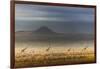 Masai giraffes, Amboseli National Park, Kenya-Art Wolfe-Framed Photographic Print