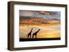 Masai giraffes, at sunrise, Masai-Mara Game Reserve, Kenya-null-Framed Photographic Print