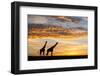 Masai giraffes, at sunrise, Masai-Mara Game Reserve, Kenya-null-Framed Photographic Print