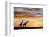 Masai giraffes, at sunrise, Masai-Mara Game Reserve, Kenya-null-Framed Photographic Print