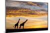 Masai giraffes, at sunrise, Masai-Mara Game Reserve, Kenya-null-Mounted Photographic Print