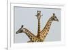 Masai Giraffes (Giraffa Camelopardalis Tippelskirchi) Group Of Three-Denis-Huot-Framed Photographic Print