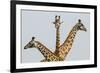 Masai Giraffes (Giraffa Camelopardalis Tippelskirchi) Group Of Three-Denis-Huot-Framed Photographic Print