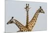 Masai Giraffes (Giraffa Camelopardalis Tippelskirchi) Group Of Three-Denis-Huot-Mounted Photographic Print