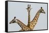 Masai Giraffes (Giraffa Camelopardalis Tippelskirchi) Group Of Three-Denis-Huot-Framed Stretched Canvas