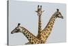 Masai Giraffes (Giraffa Camelopardalis Tippelskirchi) Group Of Three-Denis-Huot-Stretched Canvas