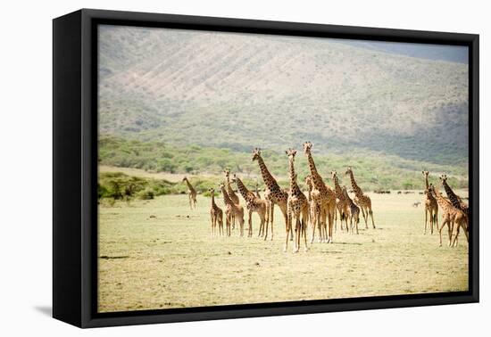 Masai Giraffes (Giraffa Camelopardalis Tippelskirchi) in a Forest, Lake Manyara, Tanzania-null-Framed Stretched Canvas