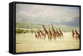 Masai Giraffes (Giraffa Camelopardalis Tippelskirchi) in a Forest, Lake Manyara, Tanzania-null-Framed Stretched Canvas