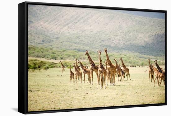 Masai Giraffes (Giraffa Camelopardalis Tippelskirchi) in a Forest, Lake Manyara, Tanzania-null-Framed Stretched Canvas