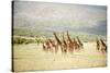 Masai Giraffes (Giraffa Camelopardalis Tippelskirchi) in a Forest, Lake Manyara, Tanzania-null-Stretched Canvas