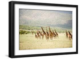 Masai Giraffes (Giraffa Camelopardalis Tippelskirchi) in a Forest, Lake Manyara, Tanzania-null-Framed Premium Photographic Print