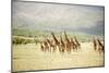 Masai Giraffes (Giraffa Camelopardalis Tippelskirchi) in a Forest, Lake Manyara, Tanzania-null-Mounted Premium Photographic Print