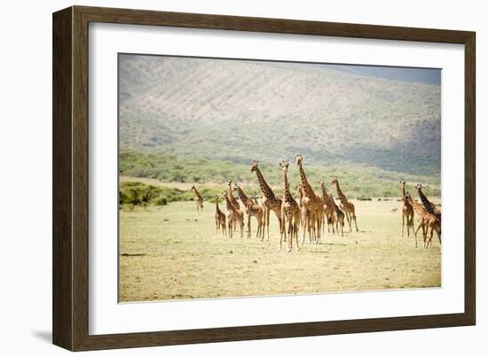 Masai Giraffes (Giraffa Camelopardalis Tippelskirchi) in a Forest, Lake Manyara, Tanzania-null-Framed Photographic Print