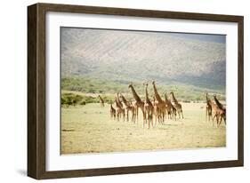 Masai Giraffes (Giraffa Camelopardalis Tippelskirchi) in a Forest, Lake Manyara, Tanzania-null-Framed Photographic Print