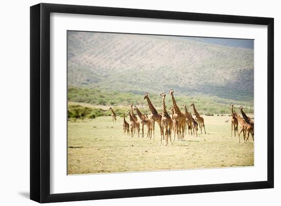 Masai Giraffes (Giraffa Camelopardalis Tippelskirchi) in a Forest, Lake Manyara, Tanzania-null-Framed Photographic Print