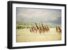 Masai Giraffes (Giraffa Camelopardalis Tippelskirchi) in a Forest, Lake Manyara, Tanzania-null-Framed Photographic Print