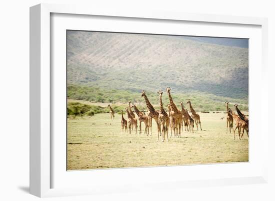 Masai Giraffes (Giraffa Camelopardalis Tippelskirchi) in a Forest, Lake Manyara, Tanzania-null-Framed Photographic Print