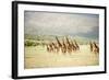 Masai Giraffes (Giraffa Camelopardalis Tippelskirchi) in a Forest, Lake Manyara, Tanzania-null-Framed Photographic Print