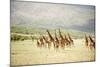 Masai Giraffes (Giraffa Camelopardalis Tippelskirchi) in a Forest, Lake Manyara, Tanzania-null-Mounted Photographic Print