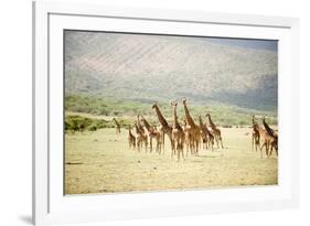 Masai Giraffes (Giraffa Camelopardalis Tippelskirchi) in a Forest, Lake Manyara, Tanzania-null-Framed Photographic Print