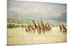 Masai Giraffes (Giraffa Camelopardalis Tippelskirchi) in a Forest, Lake Manyara, Tanzania-null-Mounted Photographic Print